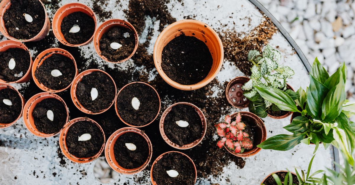 Garden Planning for Beginners: Start Your First Garden This Season