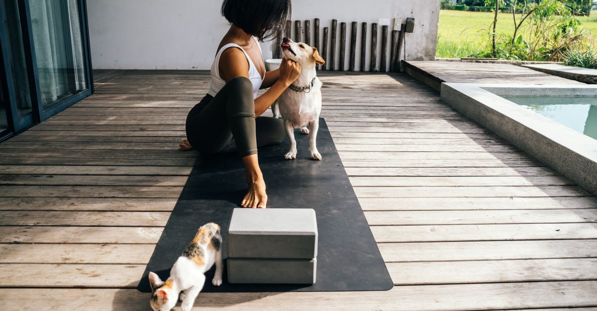 Choosing the Right Pet for Your Lifestyle: Dogs, Cats, and Beyond